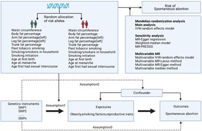 Associations between obesity, smoking behaviors, reproductive traits and spontaneous abortion: a univariable and multivariable Mendelian randomization study